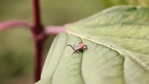 Zecke krabbelt auf Blatt.